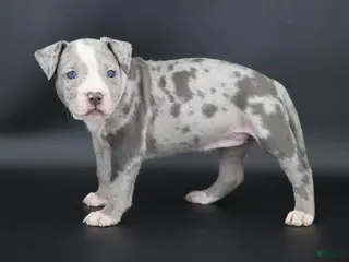 American Bully dogs for sale: Empress - Ad 4