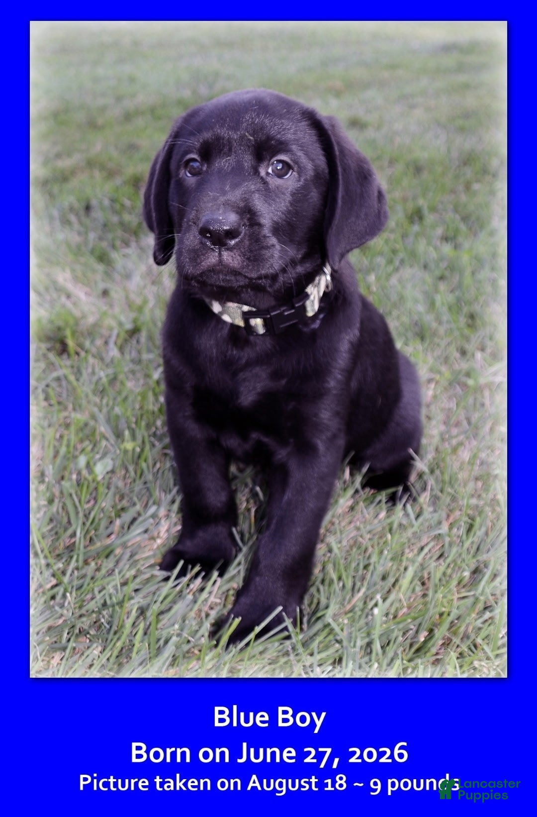 Goldador dogs Goldador 9 - Ad 1