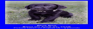 Goldador 9