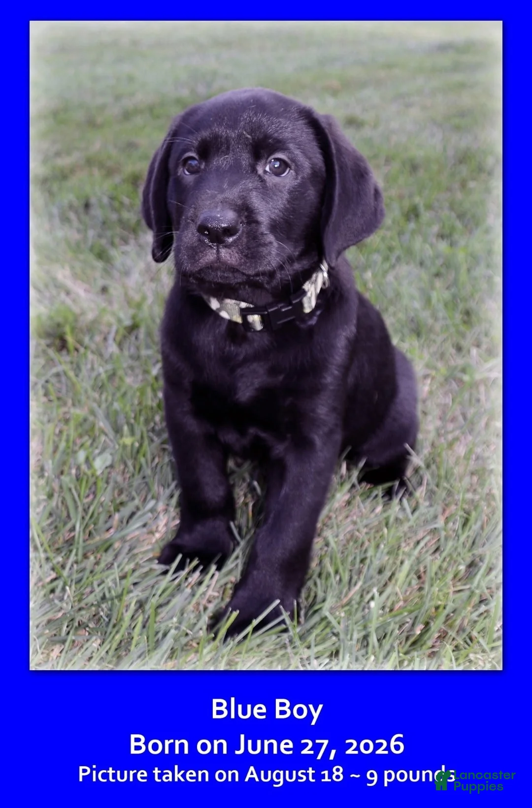Goldador dogs for sale: Goldador 9 - Ad 1