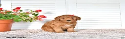 Mini Goldendoodle dogs for sale: Sherry - Ad 4