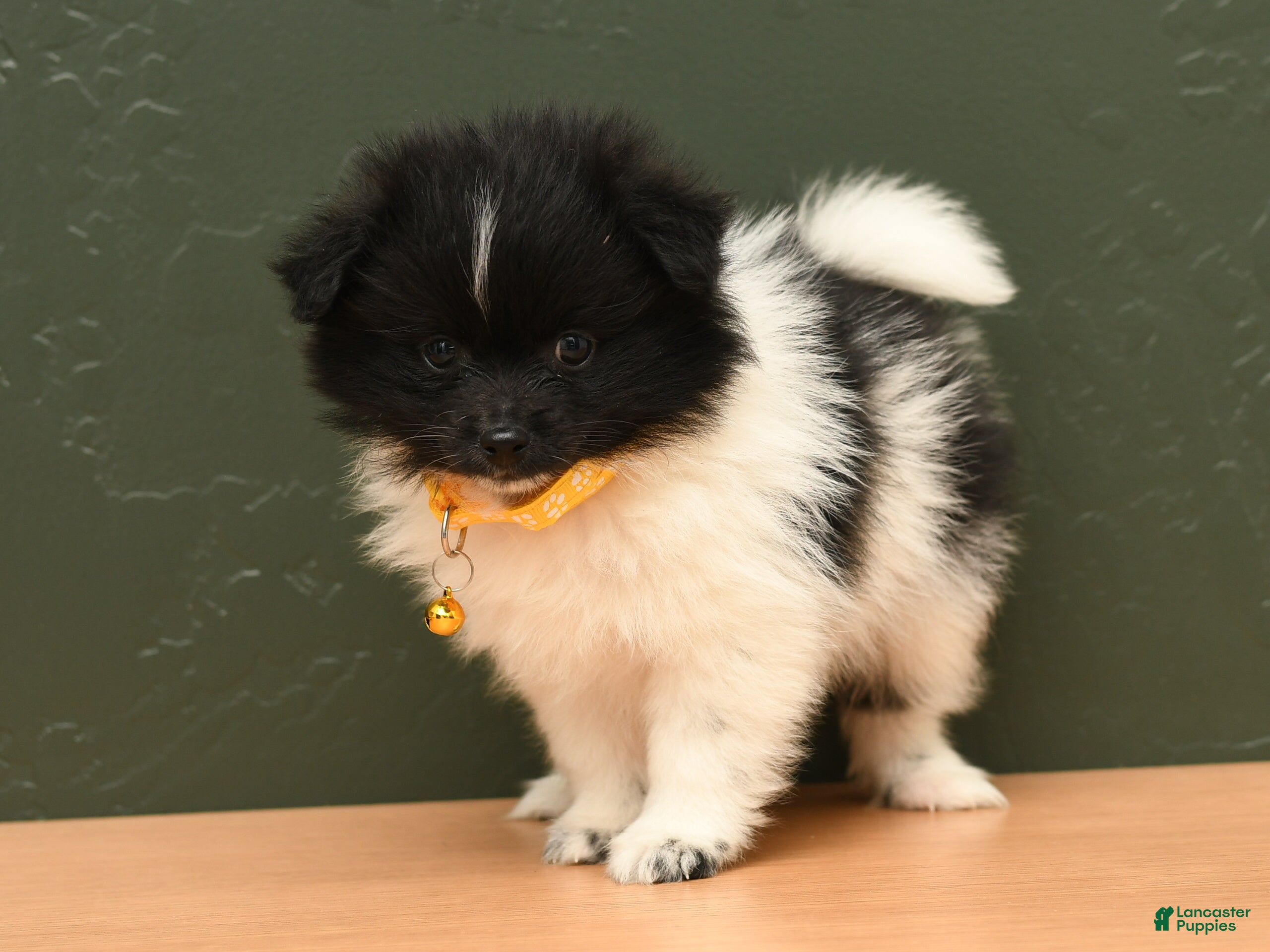 Pomeranian dogs Warden - Ad 1