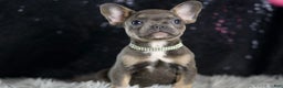 French Bulldog dogs for sale: Roody - Ad 3