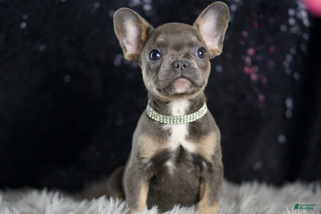 French Bulldog dogs for sale: Roody - Ad 3