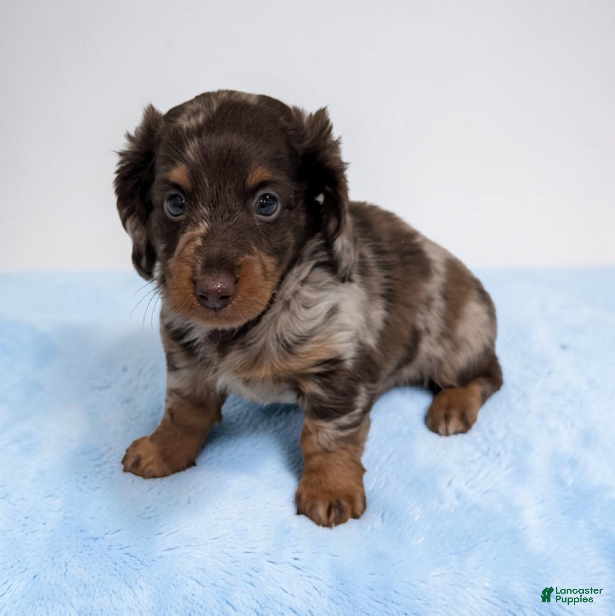 Miniature Dachshund dogs Asher - Ad 1