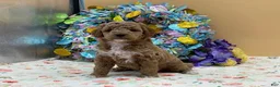 Mini Goldendoodle dogs for sale: Sadie Mini Goldendoodle Puppy  - Ad 6