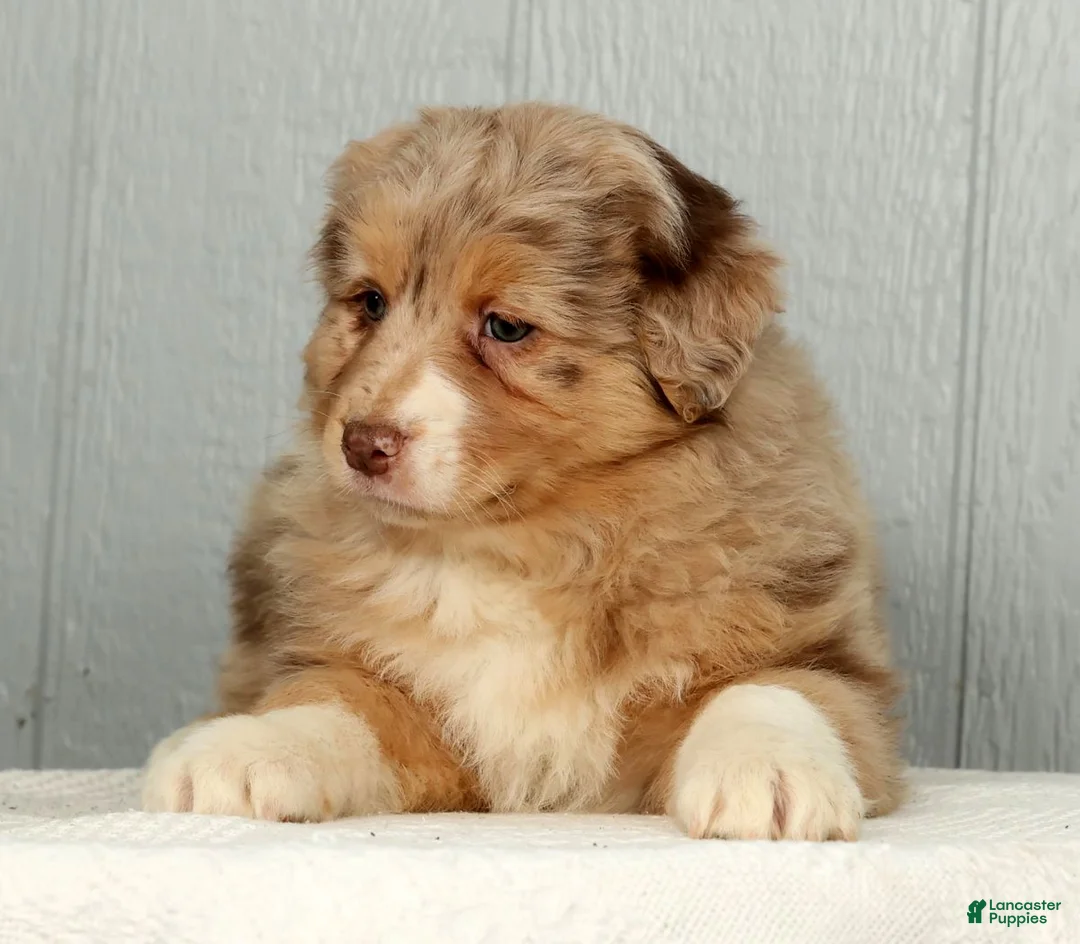 Australian Shepherd dogs for sale: Fern - Ad 2
