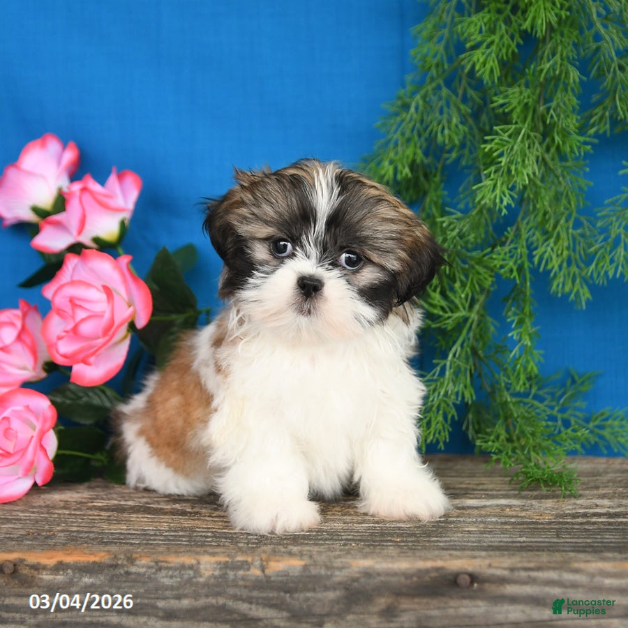 Shih Tzu dogs Buddy - Ad 1