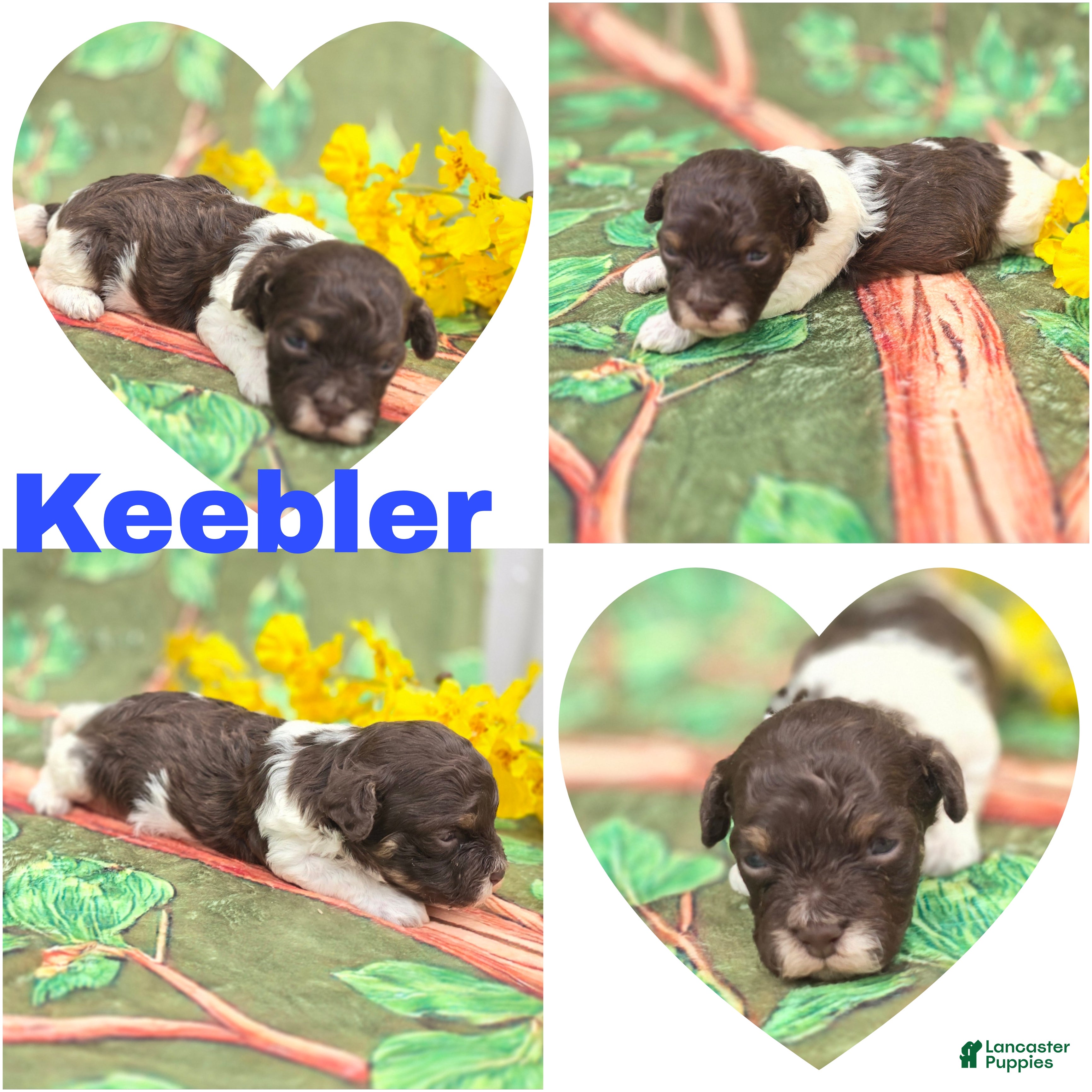 Havapoo dogs Keebler - Ad 34