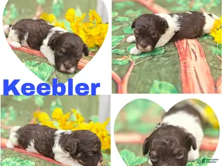 Havapoo dogs for sale: Keebler - Ad 2