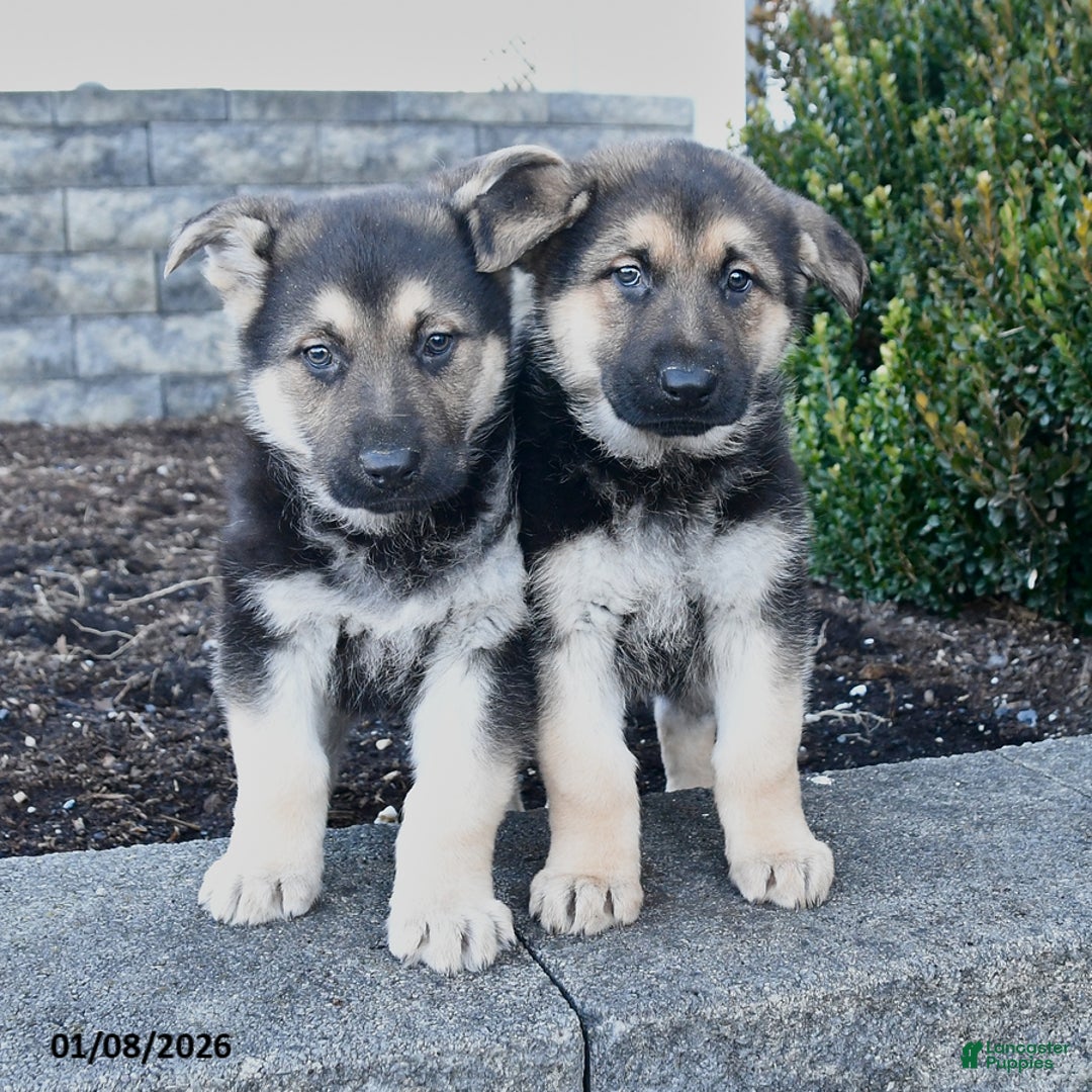 German Shepherd dogs for sale: Gunner - Ad 5