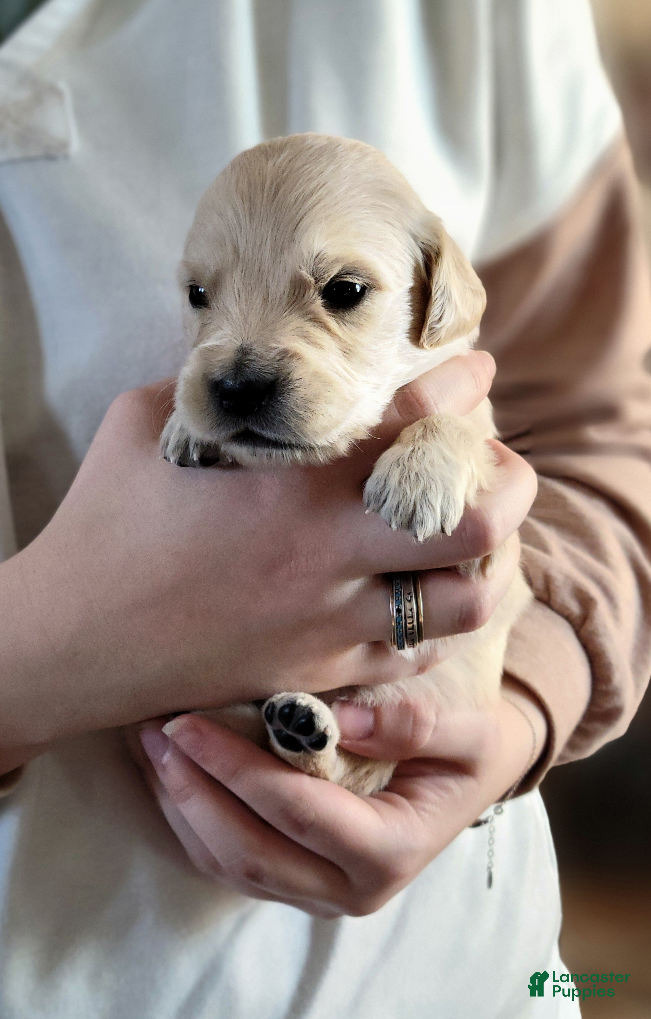 Golden Retriever dogs Fruity Pebbles  - Ad 6