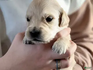 Golden Retriever dogs for sale: Fruity Pebbles - Ad 2