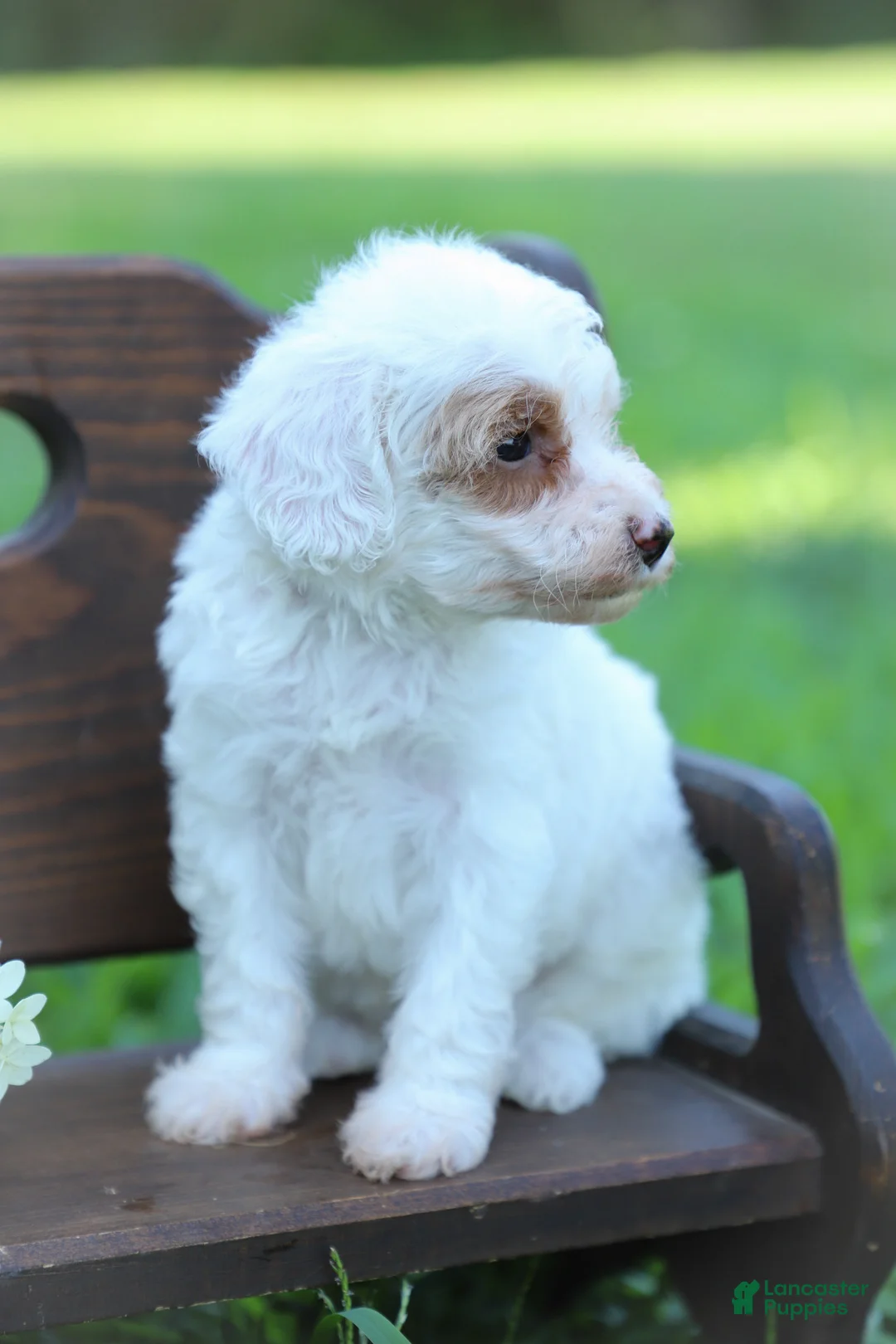Miniature Poodle dogs for sale: Lacey - Ad 1