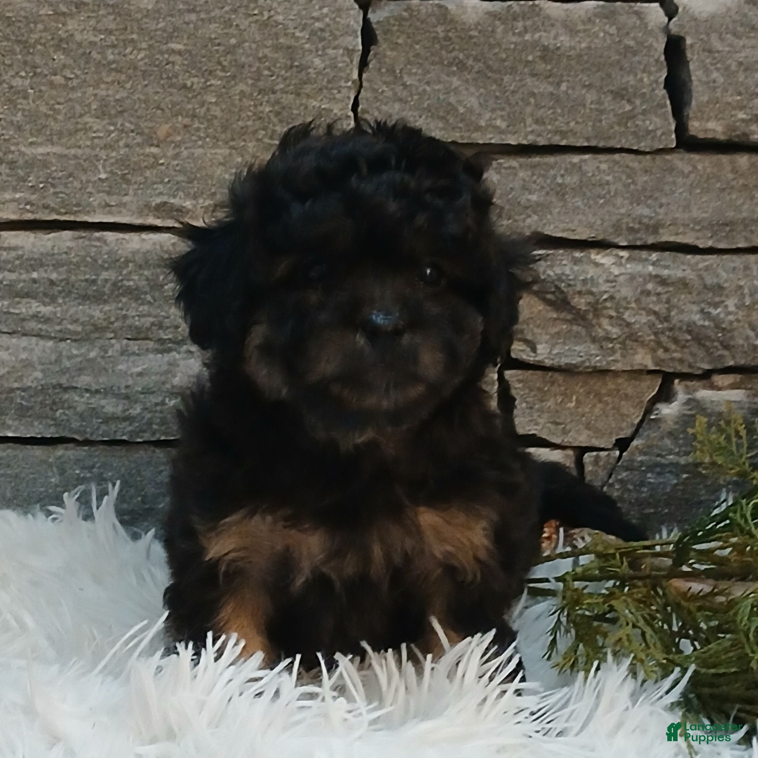 Shihpoo dogs Hope  - Ad 3