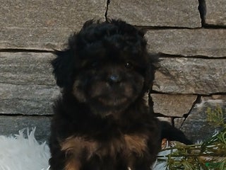 Shihpoo dogs Hope - Ad 38