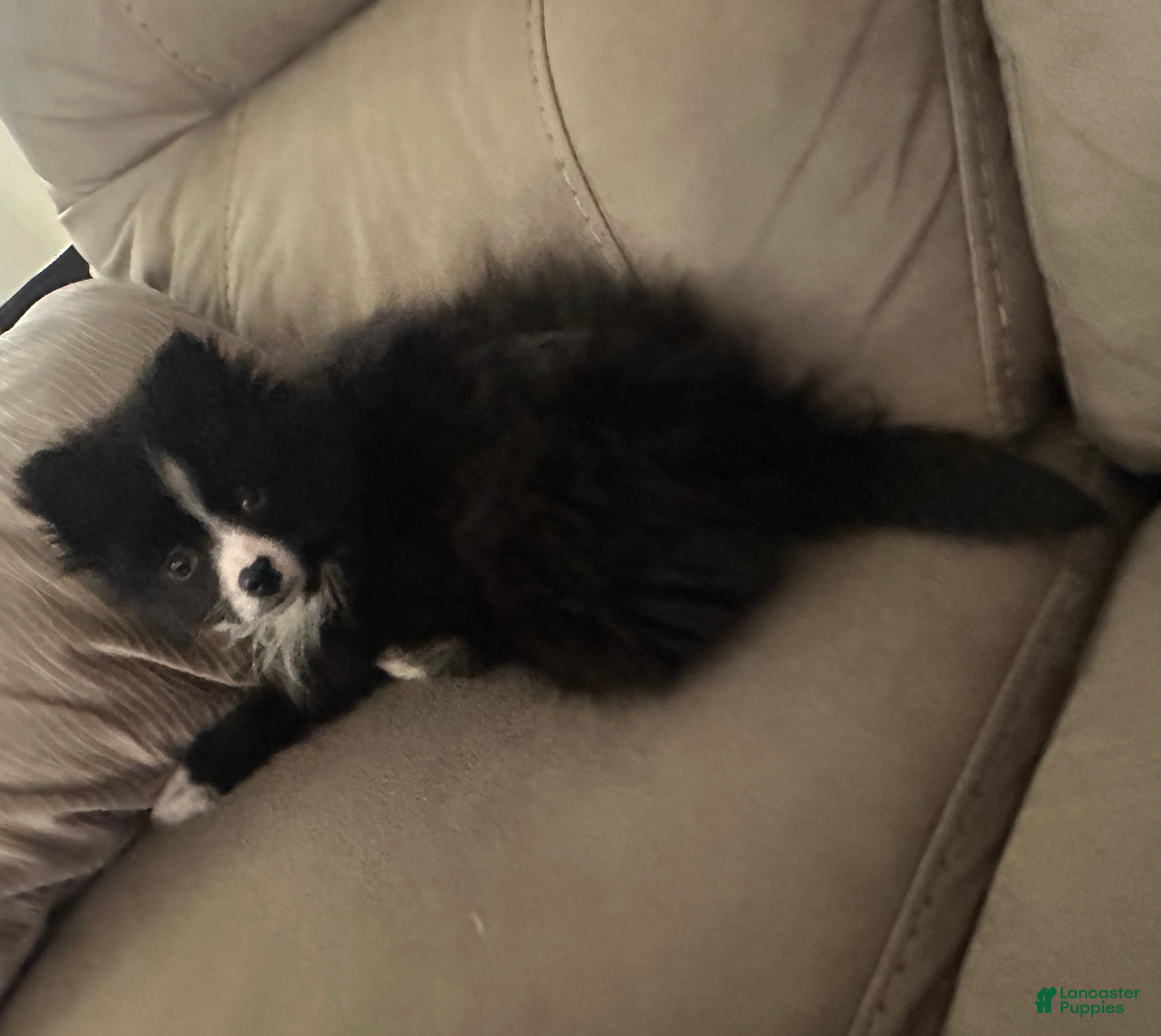 Pomeranian dogs Chibi - Ad 1