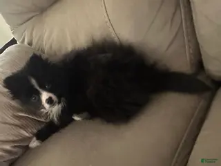 Pomeranian dogs for sale: Chibi - Ad 2