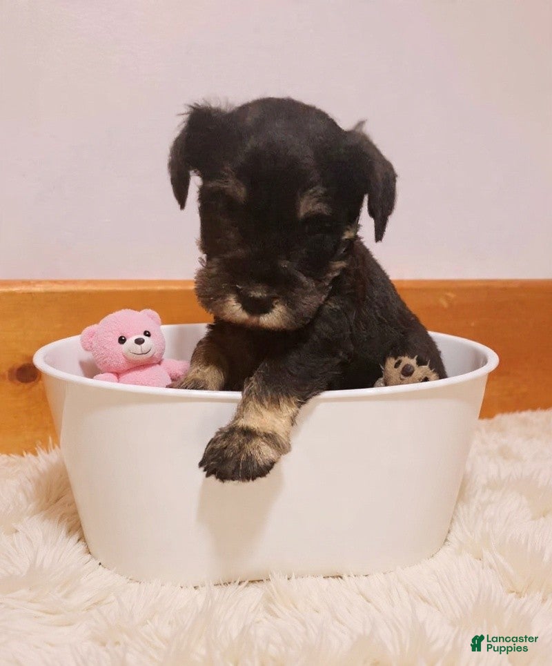 Miniature Schnauzer dogs AKC Hot Rod - Ad 32