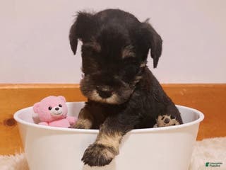 Miniature Schnauzer dogs AKC Hot Rod - Ad 19