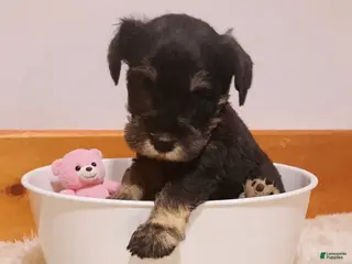 Miniature Schnauzer dogs AKC Hot Rod - Ad 17