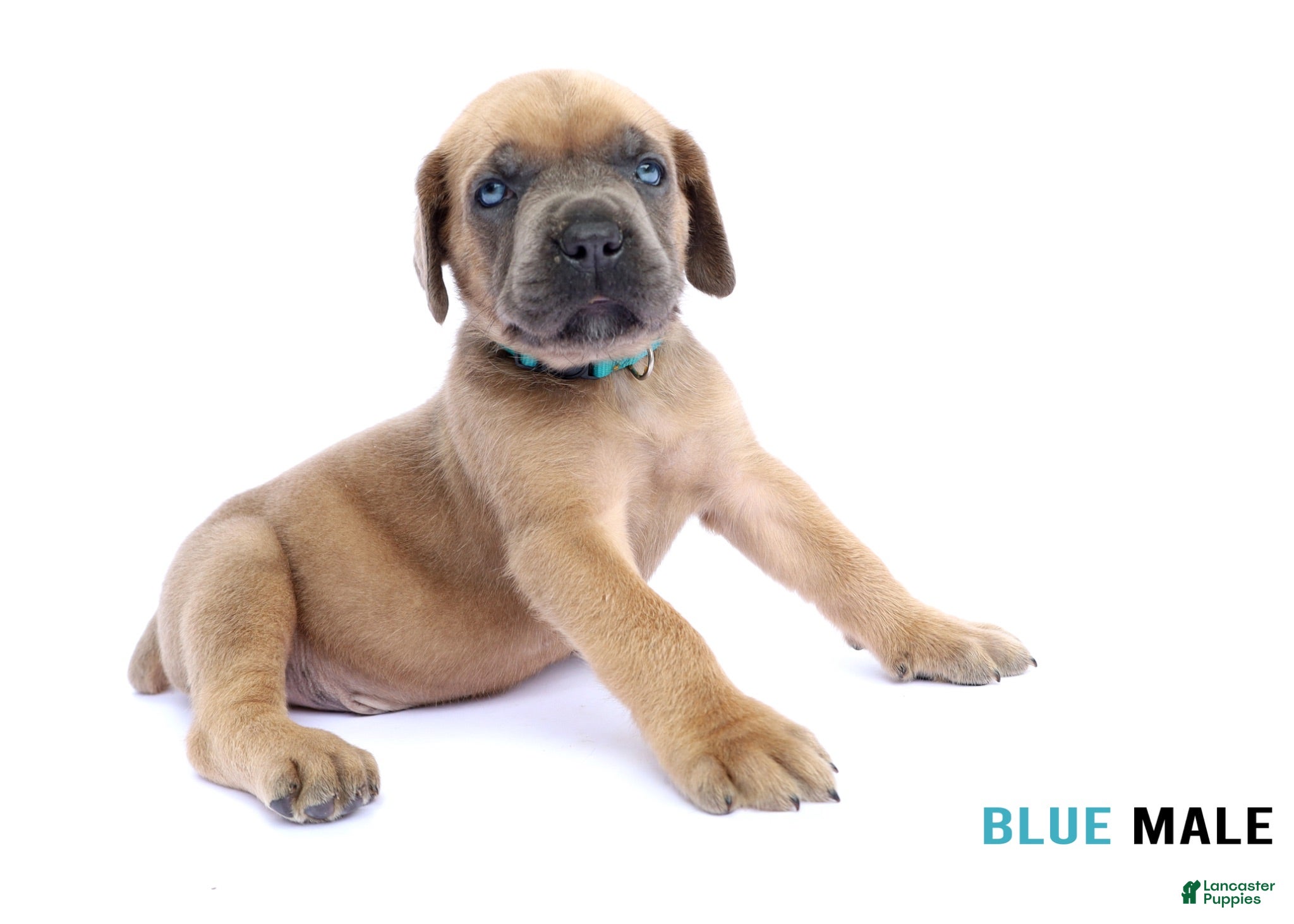 Cane Corso dogs Blue Male - Ad 34