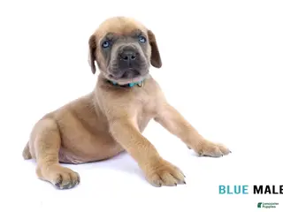 Cane Corso dogs Blue Male - Ad 34