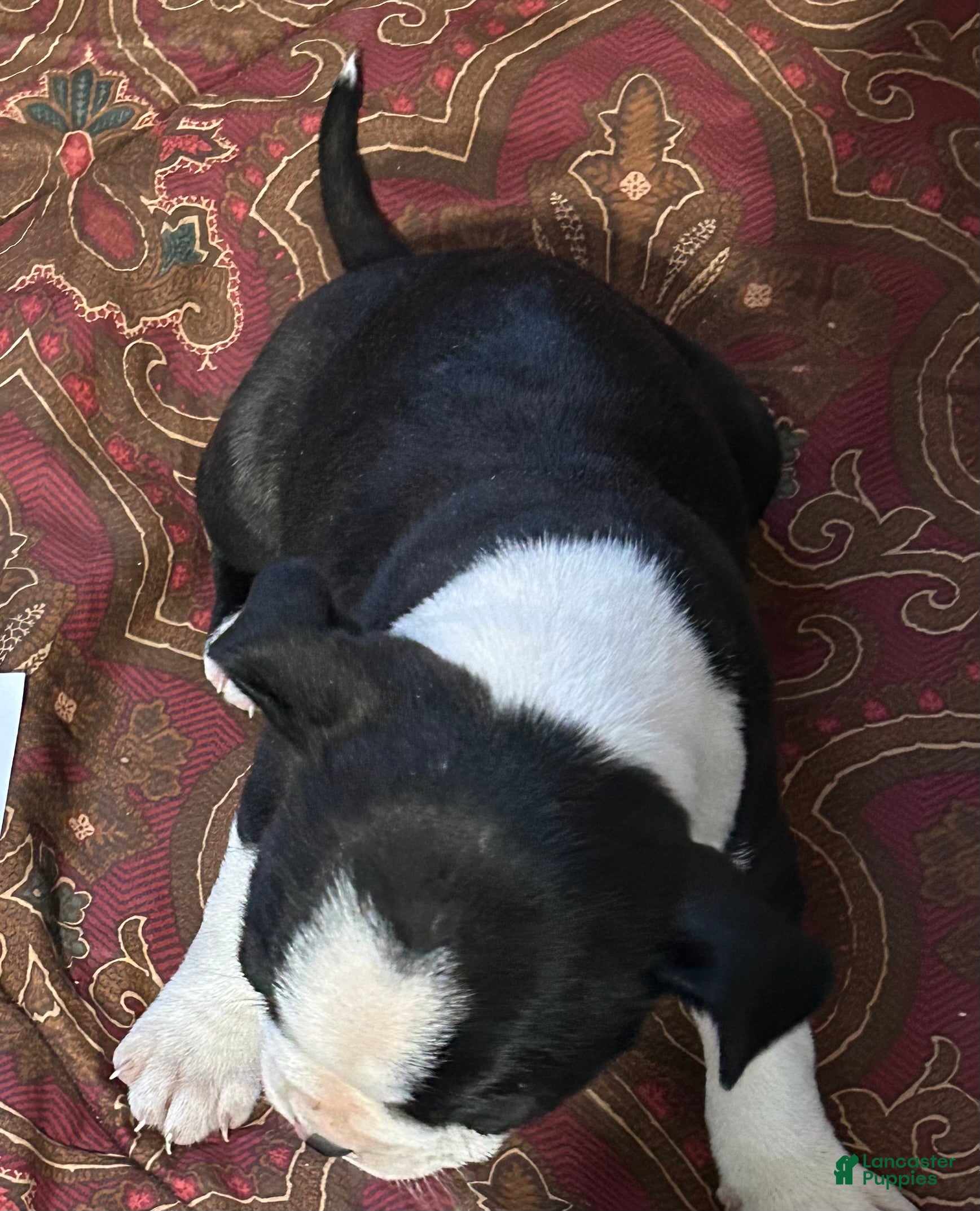 Boston Terrier dogs Boston Terrier Puppy 4 - Ad 32