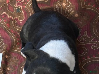 Boston Terrier dogs Boston Terrier Puppy 4 - Ad 20