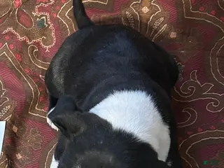 Boston Terrier dogs Boston Terrier Puppy 4 - Ad 28