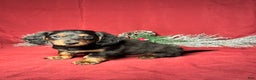 Miniature Dachshund dogs for sale: Troy - Ad 3