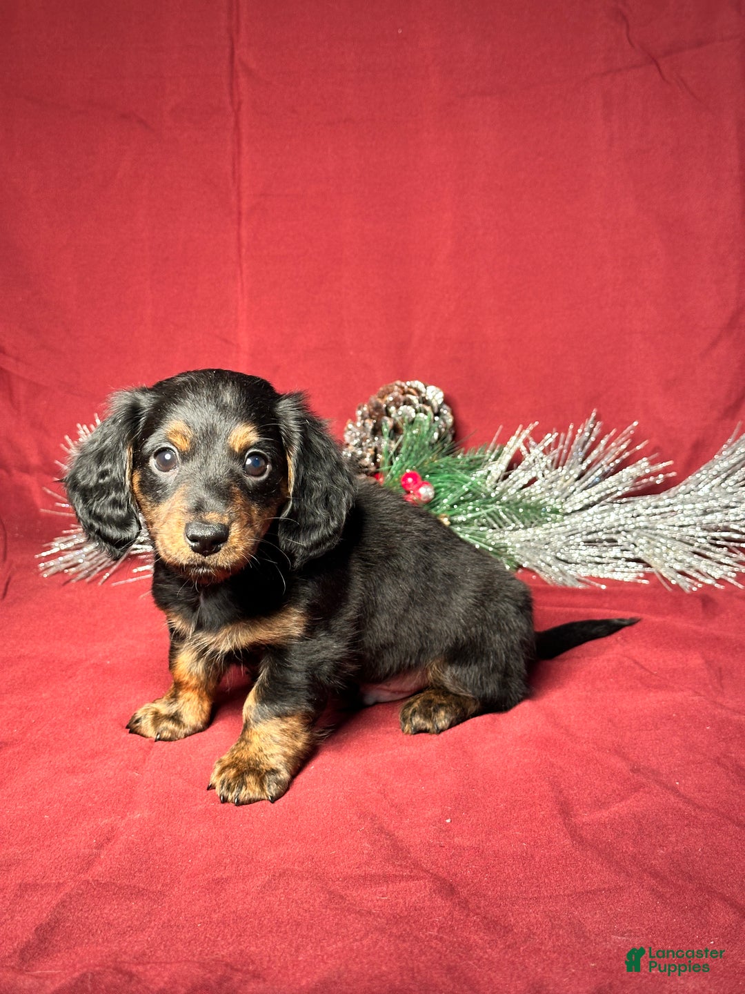 Miniature Dachshund dogs for sale: Troy - Ad 3
