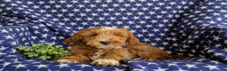 Mini Goldendoodle dogs for sale: Blaze Hypoallergenic - Ad 8
