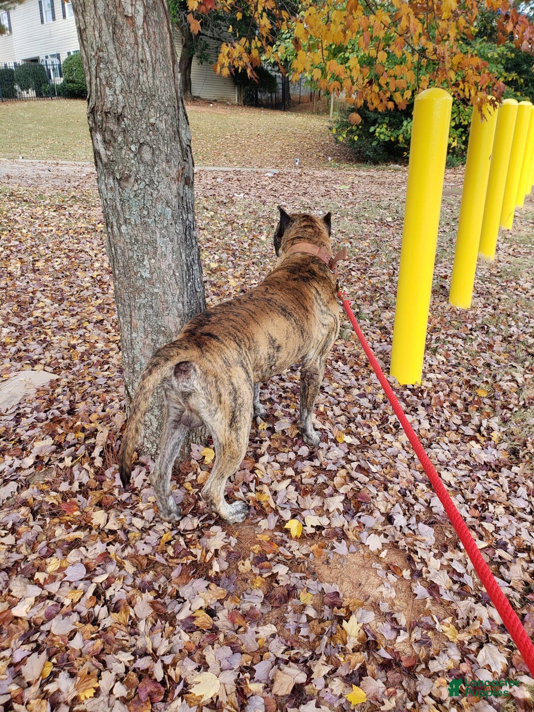 Gallery Image {{count}}