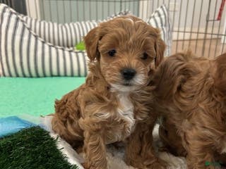 Maltipoo dogs Maltipoo Ralph - Ad 25