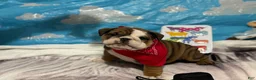 English Bulldog dogs for sale: Woody - Ad 4