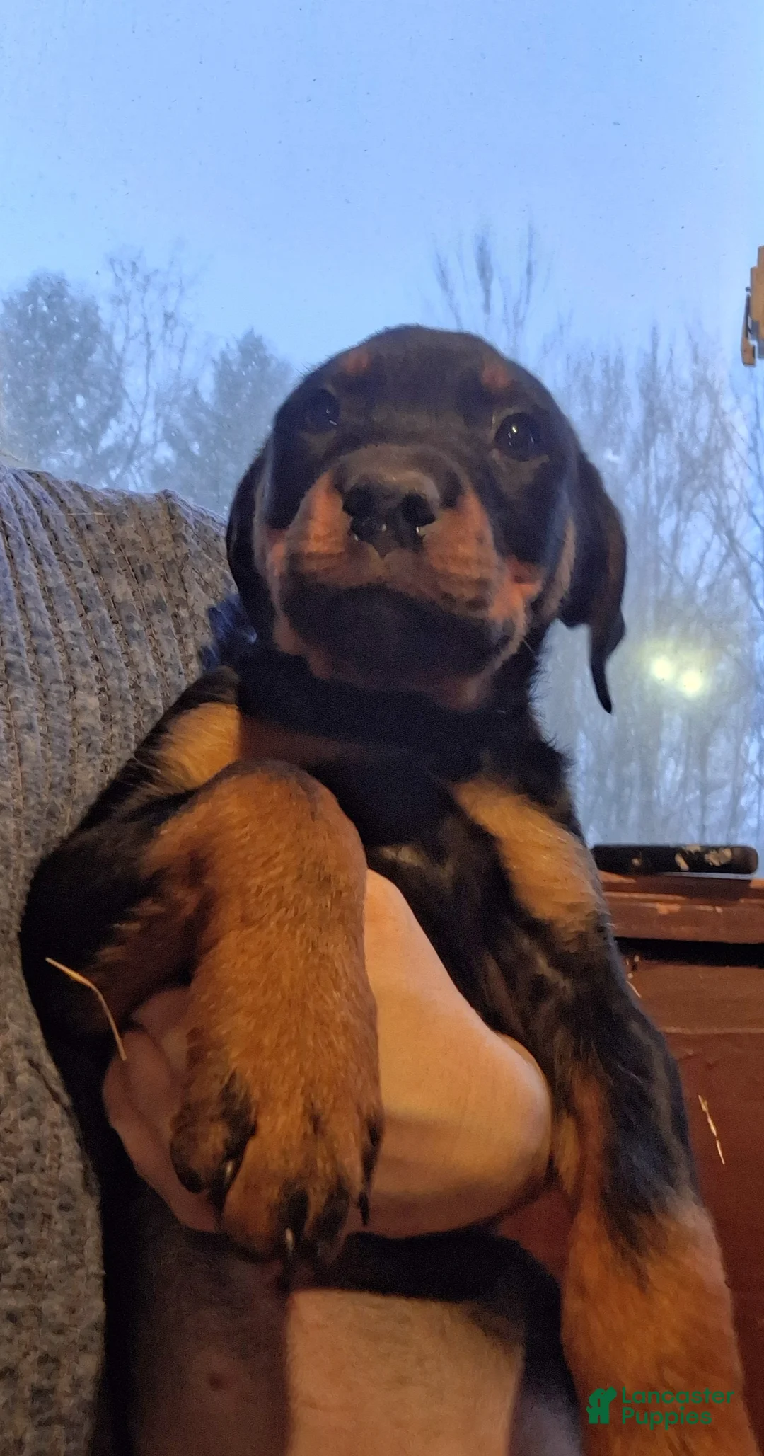 Rottweiler dogs for sale: Rottweiler Puppy 1 - Ad 2