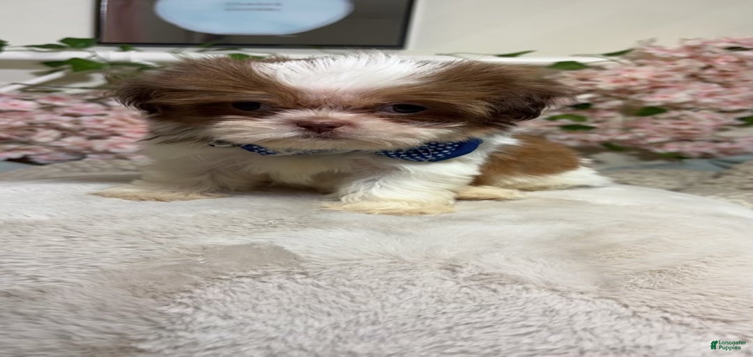 Gallery Image {{count}}