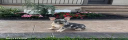 French Bulldog dogs for sale: Julie - Ad 3