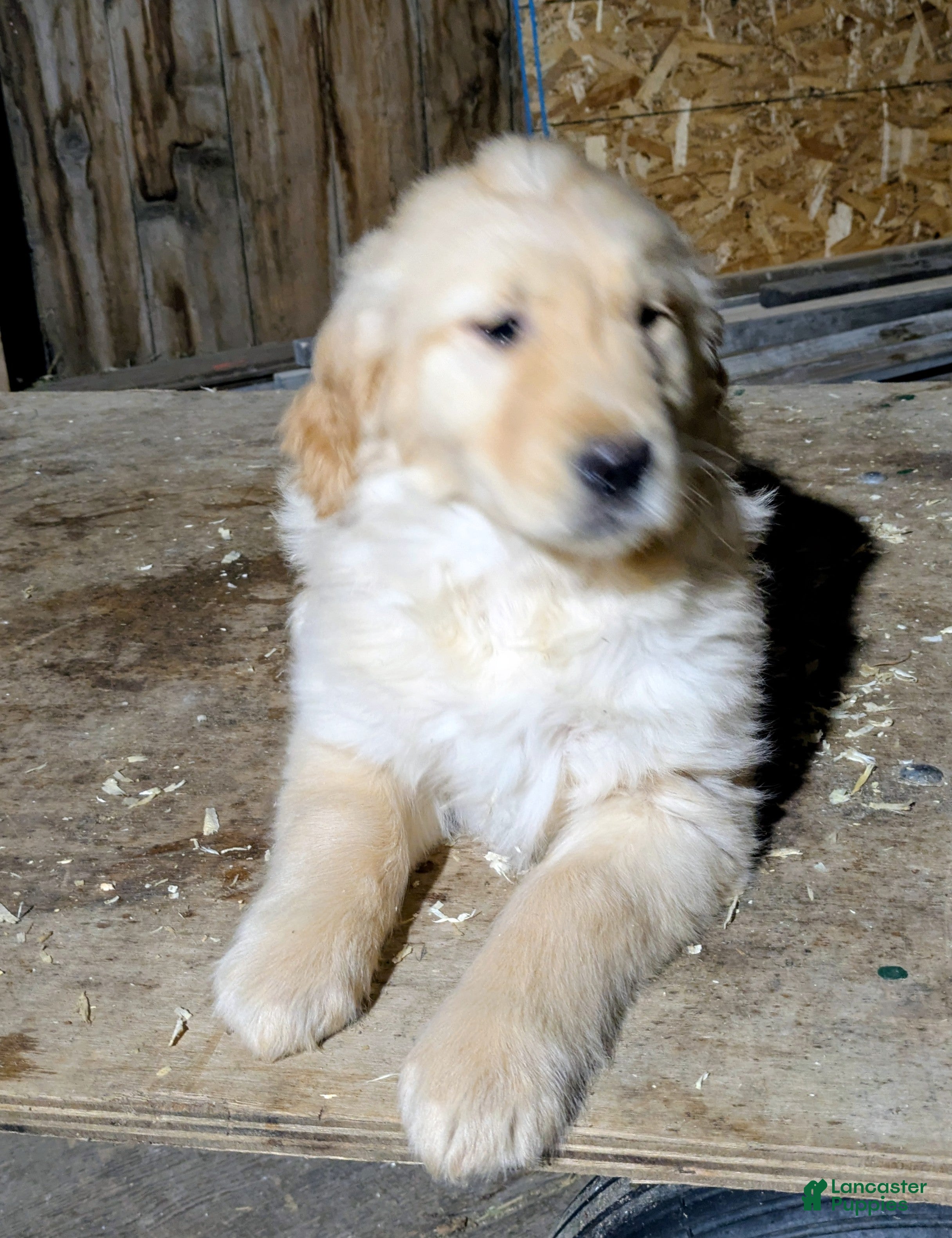 Golden Retriever dogs Riley - Ad 2