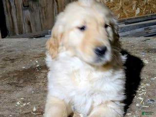 Golden Retriever dogs Riley - Ad 17