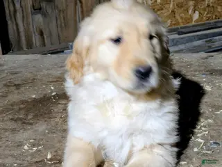 Golden Retriever dogs Riley - Ad 30