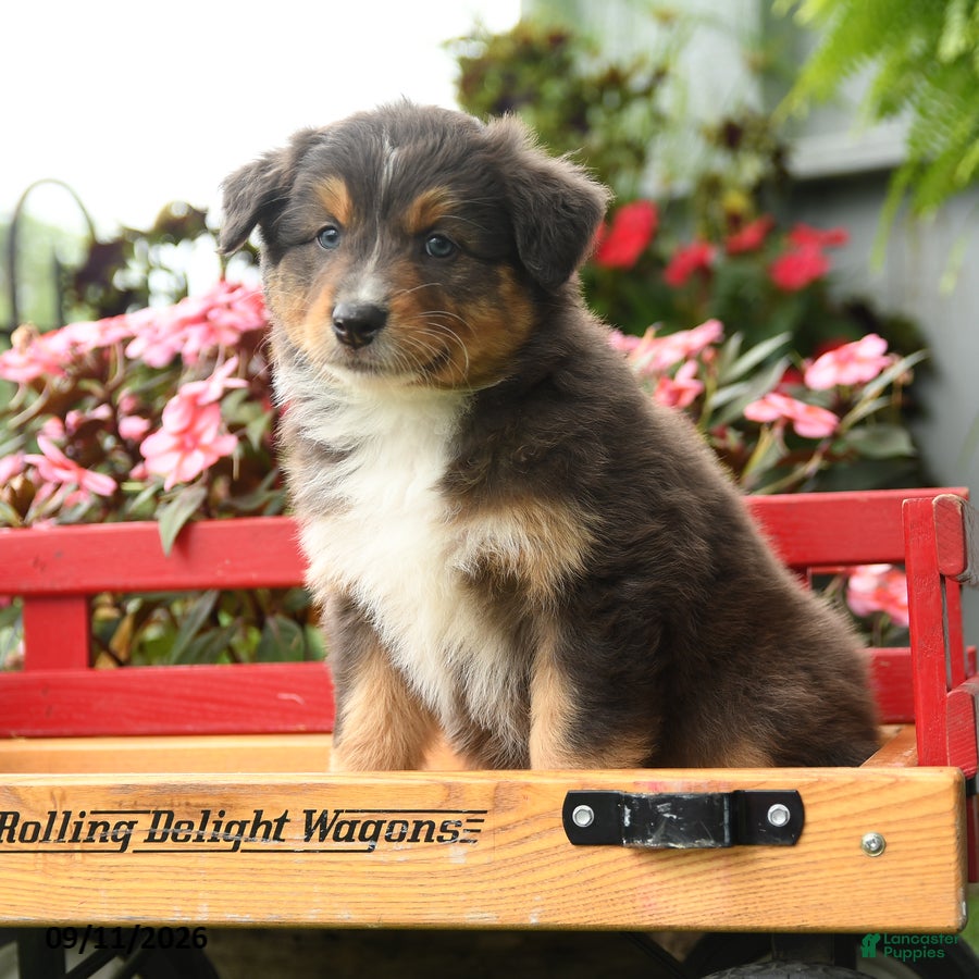 Australian Shepherd dogs Rain - Ad 2