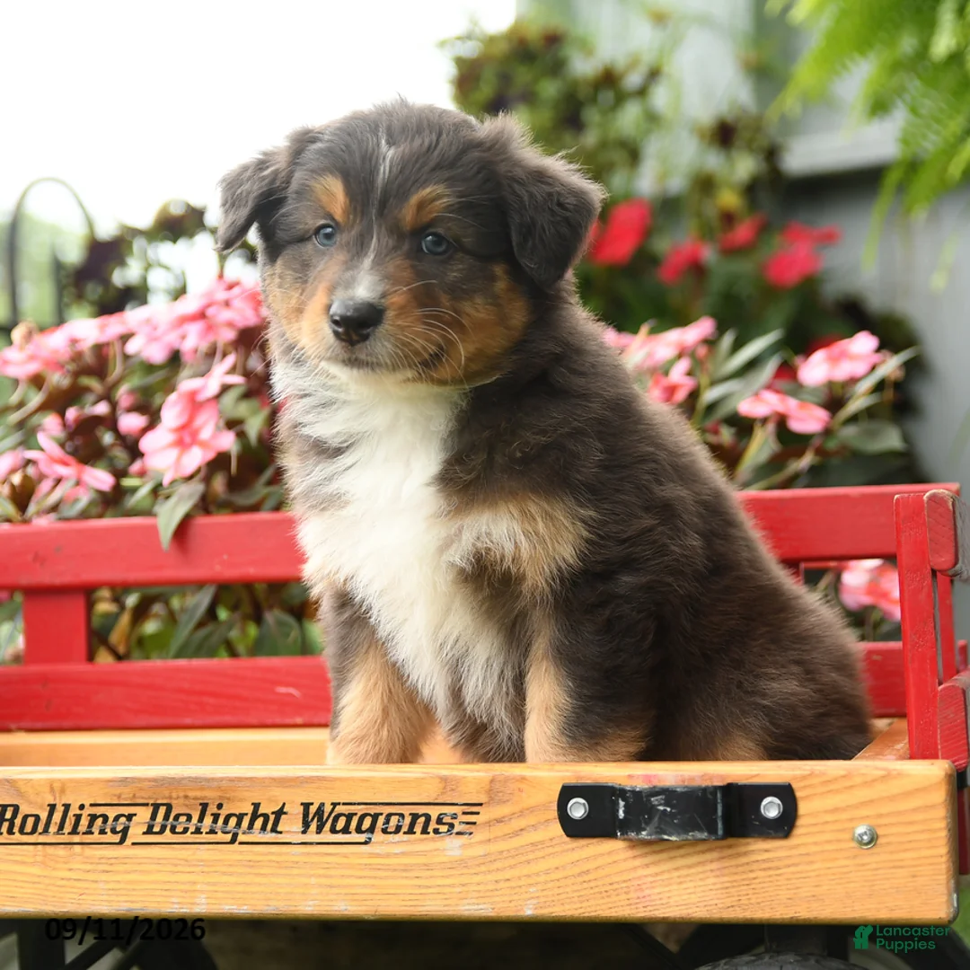Australian Shepherd dogs for sale: Rain - Ad 2