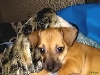 Chiweenie dogs Chiweenie Puppy 5 - Ad 2