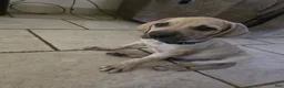 Black Mouth Cur dogs for sale: Black Mouth Cur - Ad 22