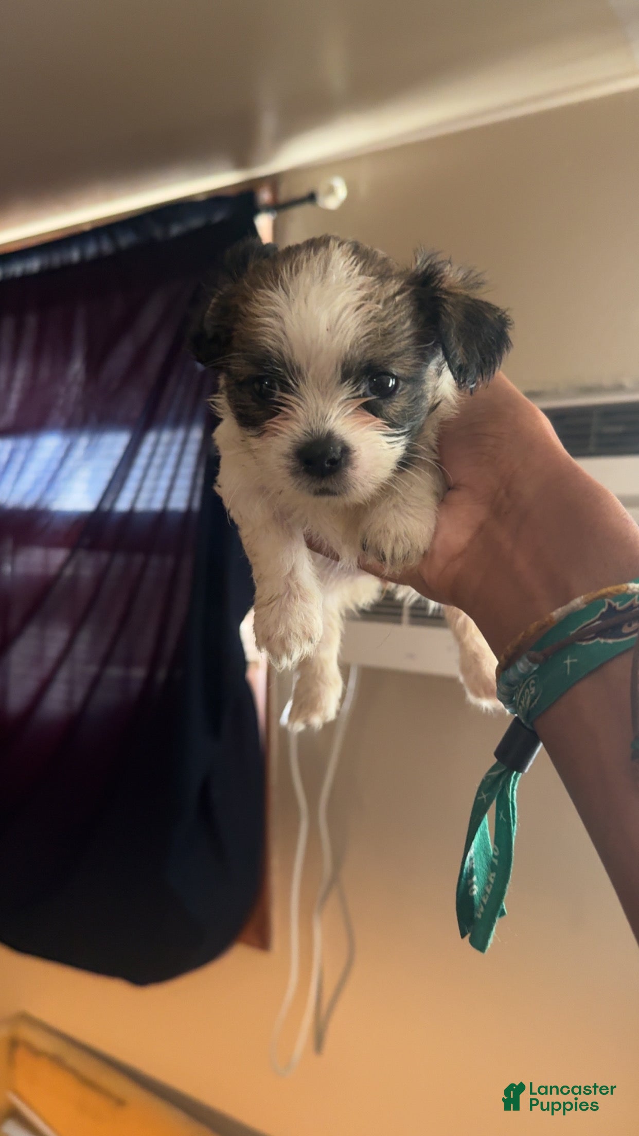 Shih Tzu dogs for sale: Shih Tzu 4 - Ad 15