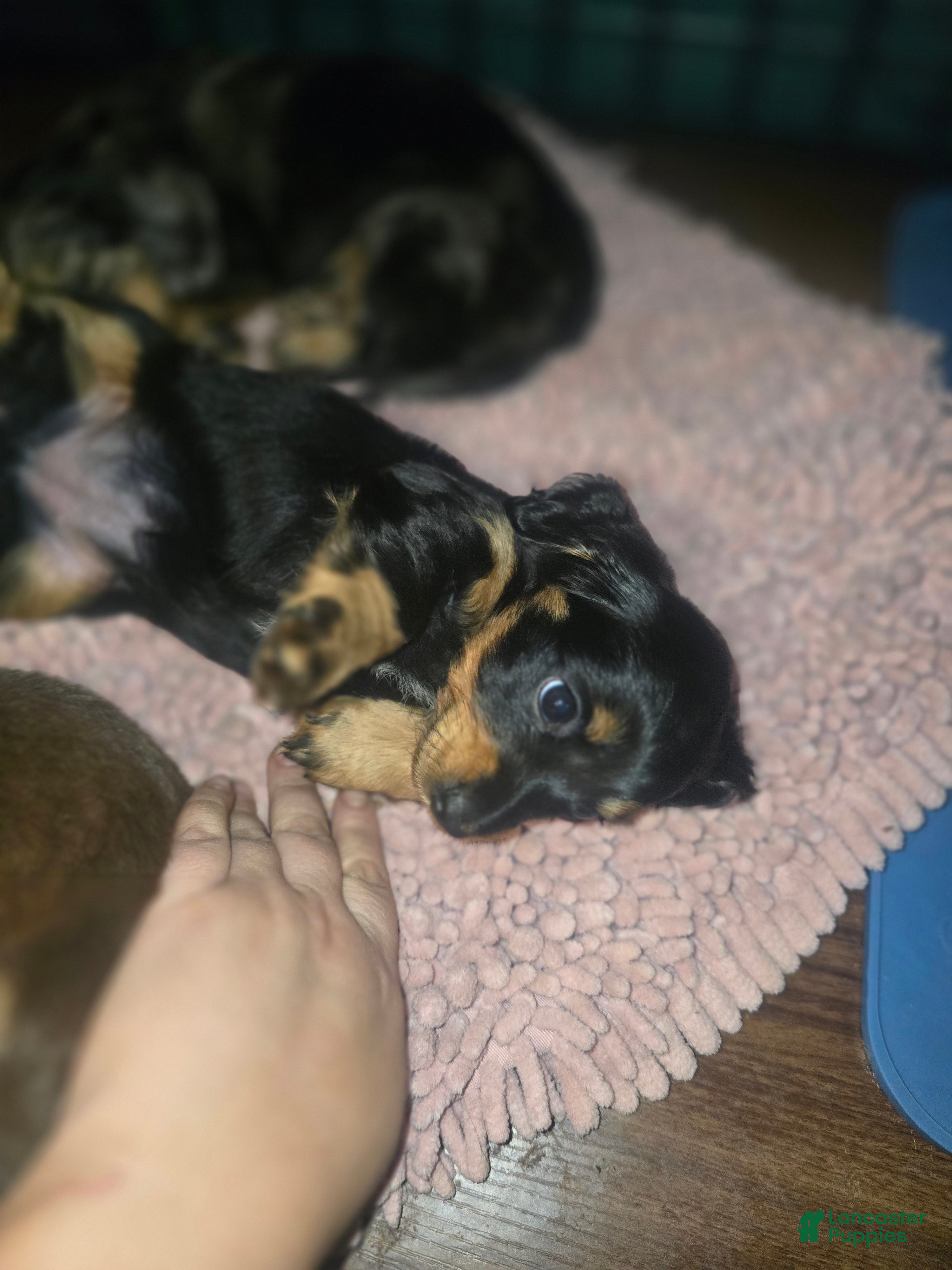 Mixed Breed dogs Rosie 🌹 (Black and Tan) - Ad 5