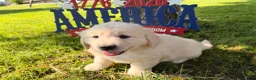 Golden Retriever dogs for sale: Pickle  - Ad 3