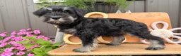 Miniature Schnauzer dogs for sale: Kayla Miniature Schnauzer  - Ad 5